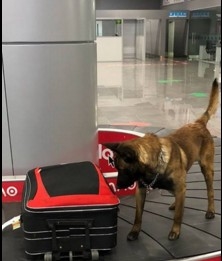 В одесском аэропорту пес Боцман помог найти гашиш