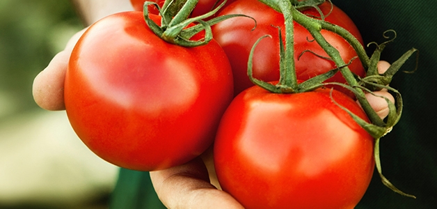 В Одесской области в импортных помидорах обнаружили опасного вредителя