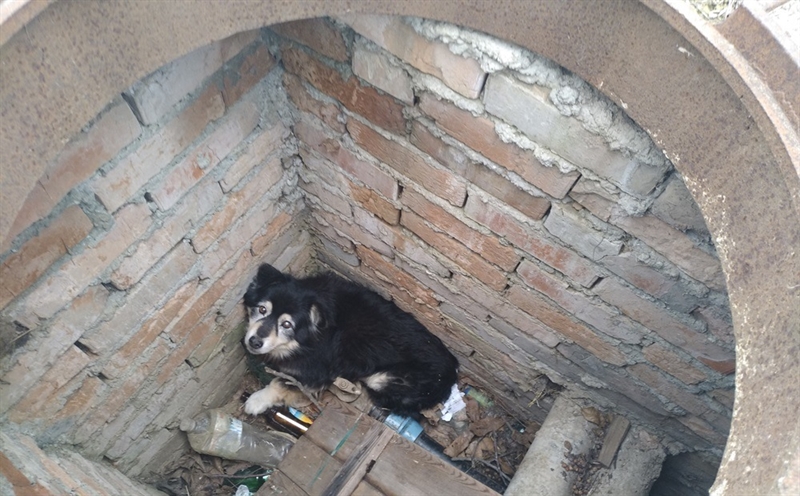 В Овидиополе собака упала в люк