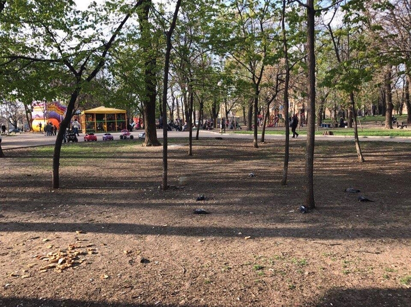 В Одессе травят голубей, - активист 