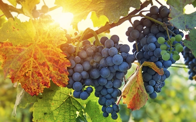 В Одесской области планируют увеличить экспорт вина в страны Евросоюза