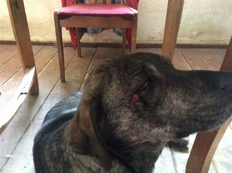 Собаку винодела Лакарена из Одесской области подстрелили 