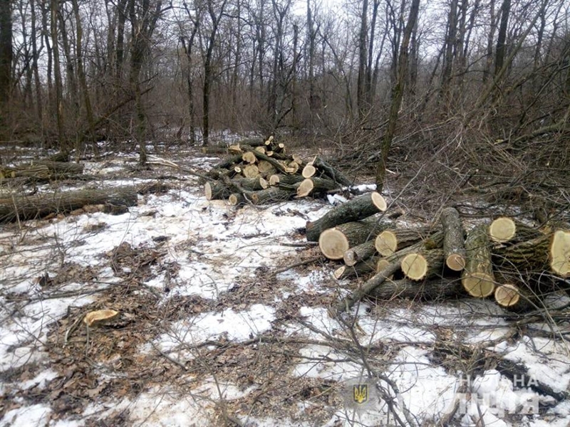   В Балтском районе девять мужчин незаконно рубили лесопосадку