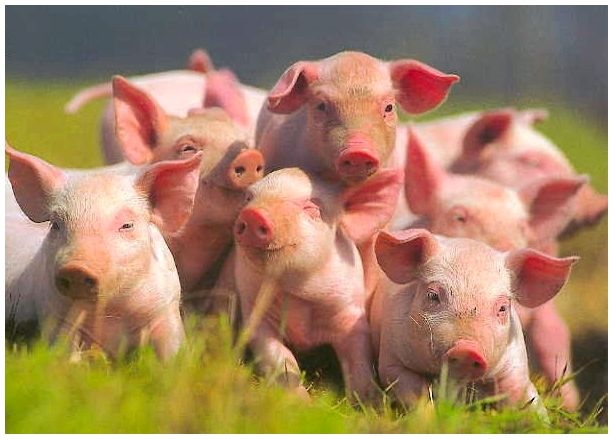За два года в Одесской области было 17 вспышек африканской чумы свиней 