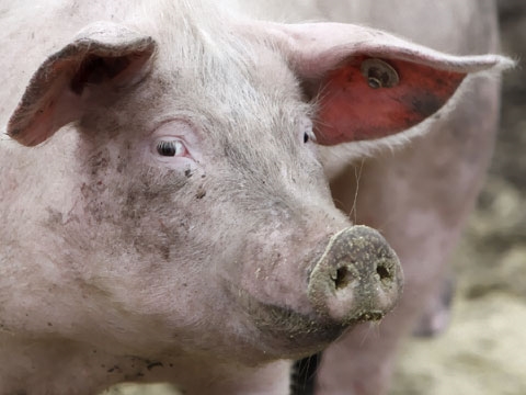 Жители села в Одесской области сомневаются в необходимости уничтожать своих свиней