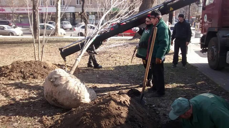 В Одессе на Соборной площади высадили более 20 деревьев