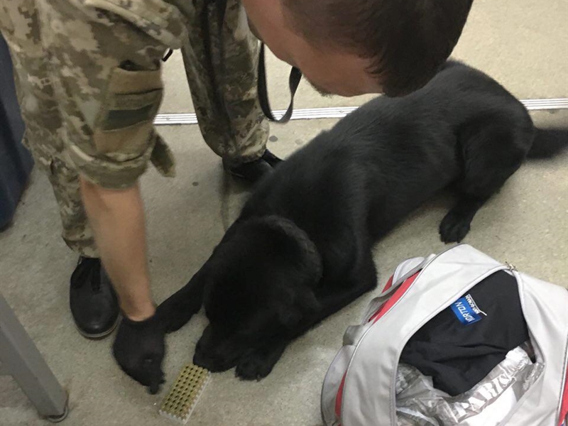 В Одесском аэропорту собака нашла у путешественника патроны