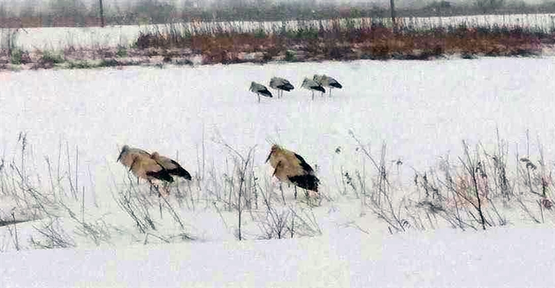 Прилетевшие с зимовки в Одесскую область аисты попали в беду