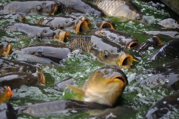 Больше 8 тысяч гривен за незаконный улов: в Одесской области осужден любитель рыбалки 