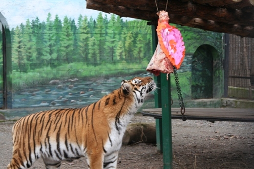 Амурские тигры стали самой романтической парой Одесского зоопарка. 