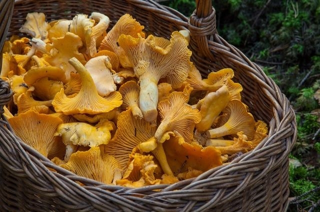 16 человек отравились грибами за последние 5 дней