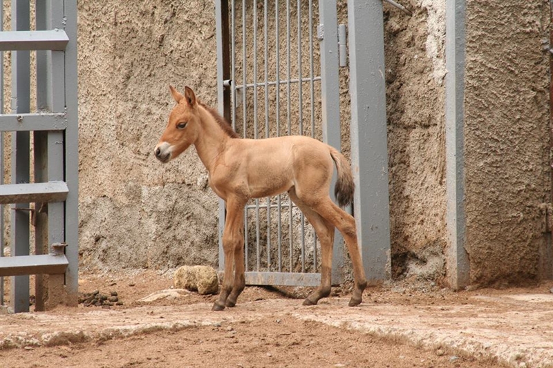 В семье лошадей Пржевальского в Одесском зоопарке появилось потомство