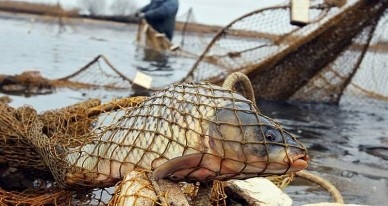 В Одесской области задержали браконьеров с крупным уловом 