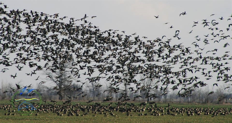 Через Одесскую область мигрируют белолобые гуси 