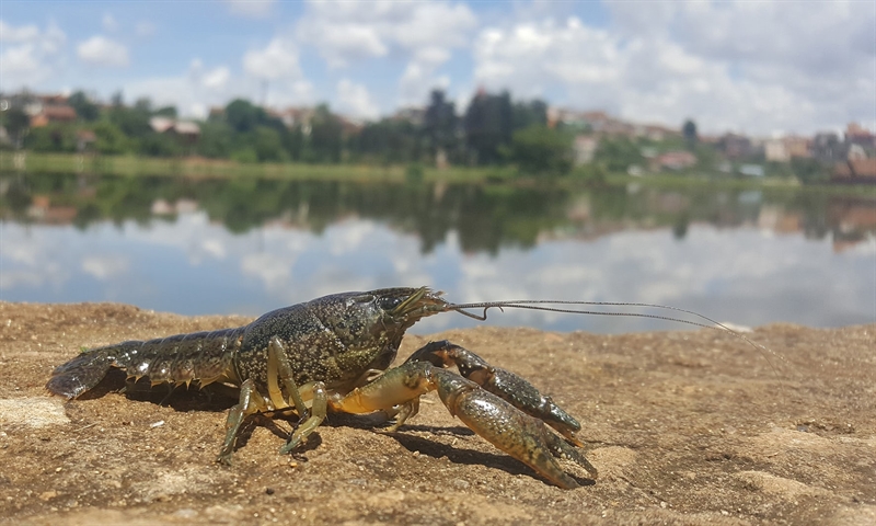   В Днестровских водоемах запретили ловить раков 
