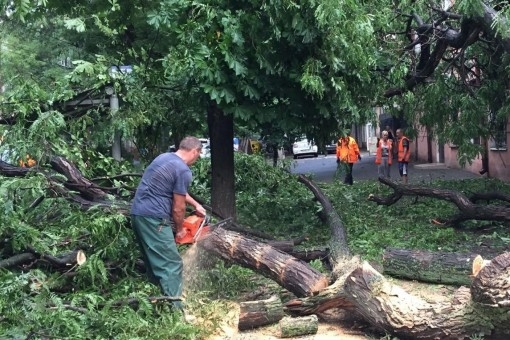 В Одессе во время урагана упало 63 дерева