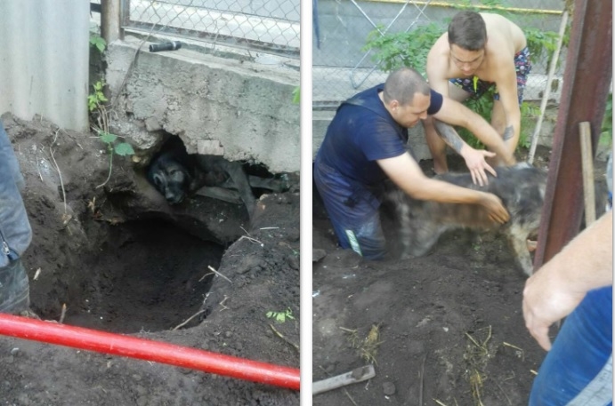 В Одессе спасатели помогли собаке, а в Захаровке - корове