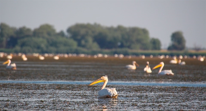 Более 3,5 тысяч пеликанов поселились на Днестровском лимане