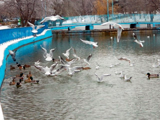 Красивая зима в одесском парке: замерзающие пруды и сотни птиц ФОТО