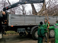 Французский бульвар пополнился молодыми деревьями