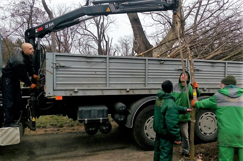 Французский бульвар пополнился молодыми деревьями