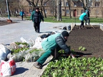 В Одессе высадили сирийскую мальву ФОТО