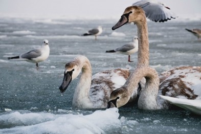 В районе Лузановки поселились лебеди: одесситов просят помогать птицам