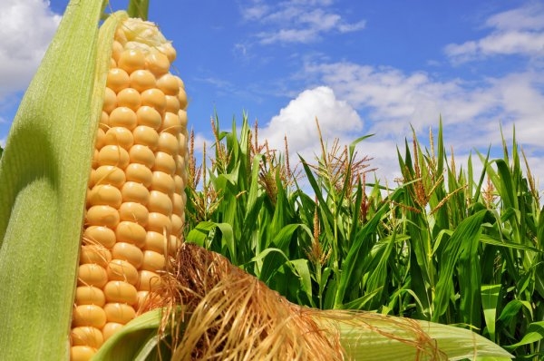 Вьетнам грозит отказаться покупать украинскую кукурузу