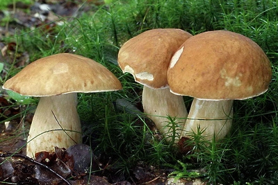 В Одесской области еще пять человек отравились грибами, двое погибли