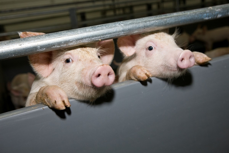В Одесской области усилили меры по профилактике африканской чумы свиней