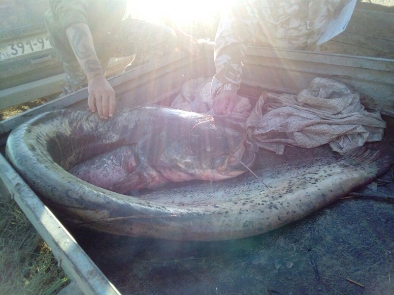 В Одесской области браконьеры выловили более 280 кг рыбы