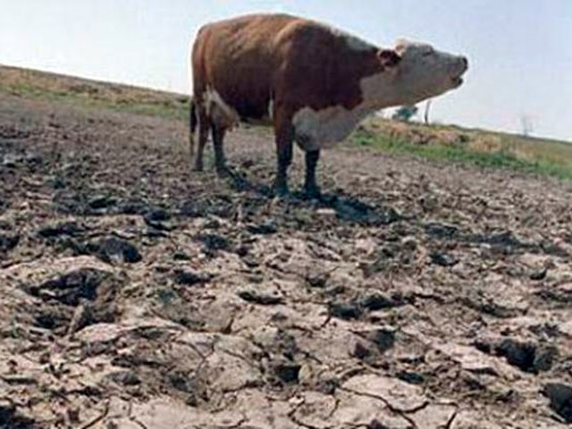 В Одесской области серьезная засуха