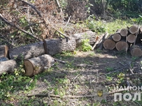 В Подольском районе группа мужчин незаконно вырубывала лес 