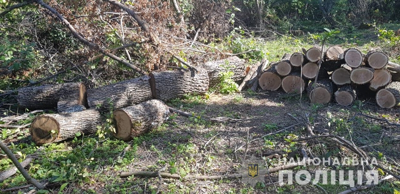 В Подольском районе группа мужчин незаконно вырубывала лес 