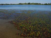 Огромное пятно в Одесском заливе оказалось цветущими водорослями