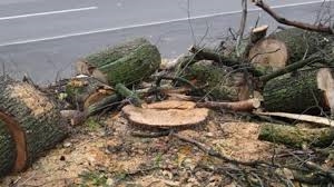 В Одессе снова будут подрезать деревья