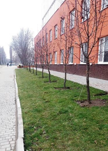 На одесских улицах на выходных высадили почти двести кустов и деревьев