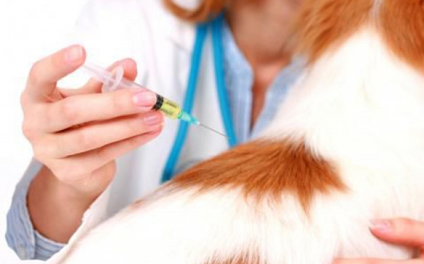 В Измаильском районе вакцинируют собак и кошек от бешенства