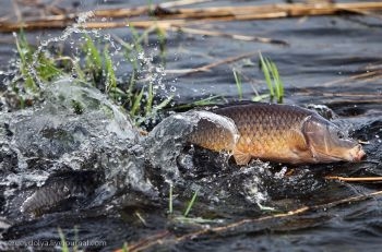В Черном море за год возрос вылов рыбы