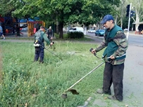 В Одессе коммунальщики борются с амброзией