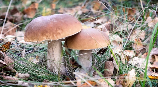 Отравление грибами в Одесской области