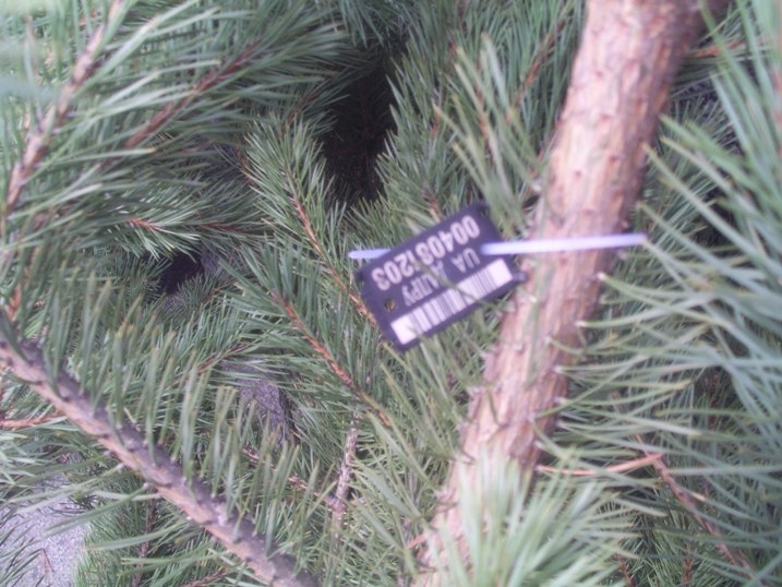 В Одессе уже продают елки 
