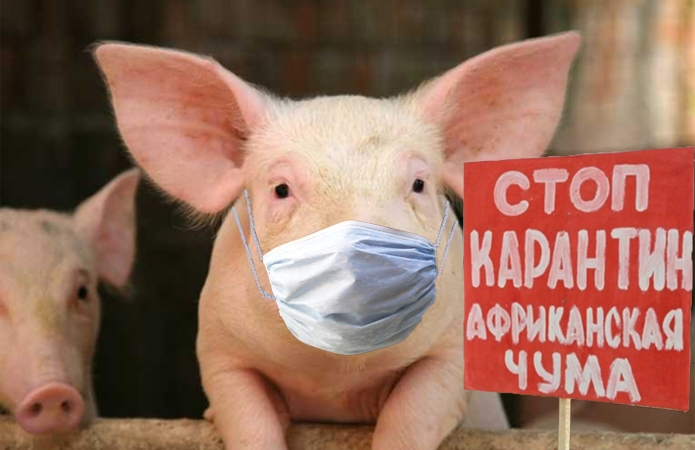 В Килийском районе свиньи заболели АЧС