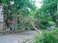 В Одессе убирают поваленные деревья и восстанавливают электросети 