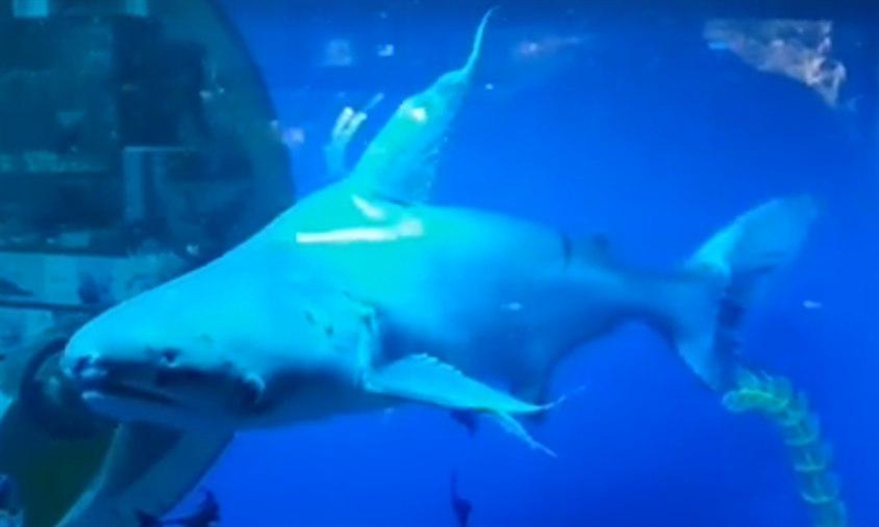 В Одессе спасли "акулу", которая жила в аквариуме отеля
