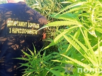 В Одесской области правоохранители обнаружили насаждения конопли общей площадью полторы тысячи квадратных метров