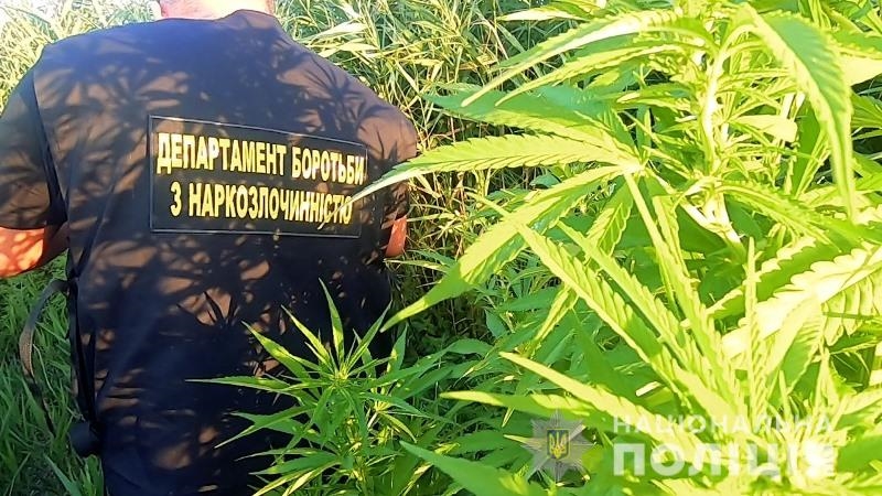 В Одесской области правоохранители обнаружили насаждения конопли общей площадью полторы тысячи квадратных метров