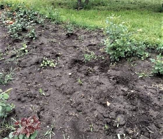 Возле автовокзала в Одессе неизвестные украли 43 куста роз