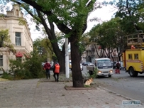 Первые последствия урагана: в центре упала ветка и перекрыла движение