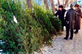 Елочные базары в Одессе: самые дорогие елки в Суворовском районе